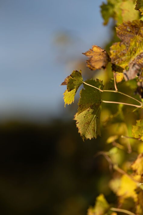 Canon RF 135mm 1.8 L IS USM Test - Schärfe & Bokeh genau angeschaut 50