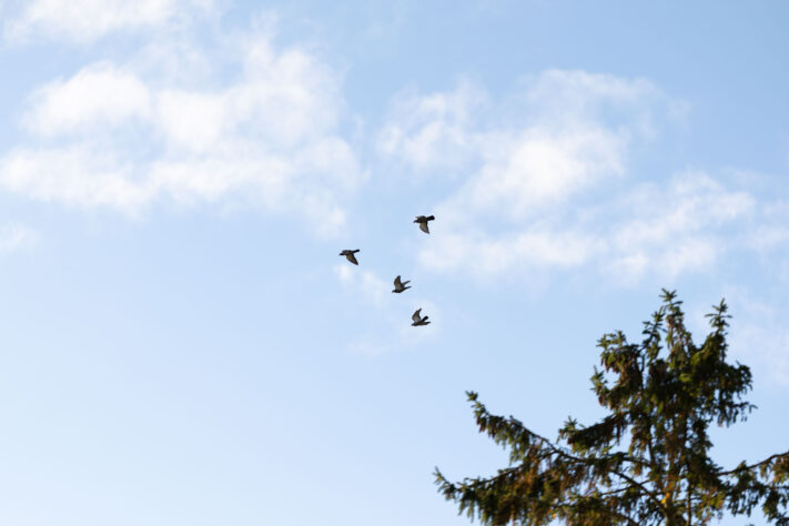 Canon RF 135mm 1.8 L IS USM Test - Schärfe & Bokeh genau angeschaut 38