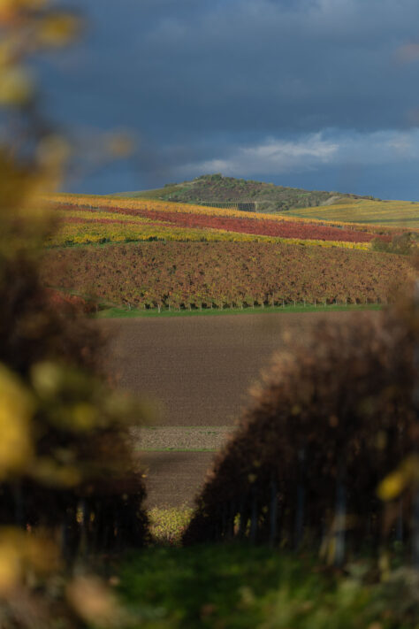 Canon RF 135mm 1.8 L IS USM Test - Schärfe & Bokeh genau angeschaut 42
