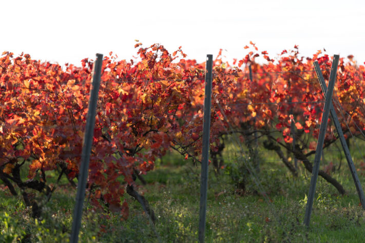 Canon RF 135mm 1.8 L IS USM Test - Schärfe & Bokeh genau angeschaut 26