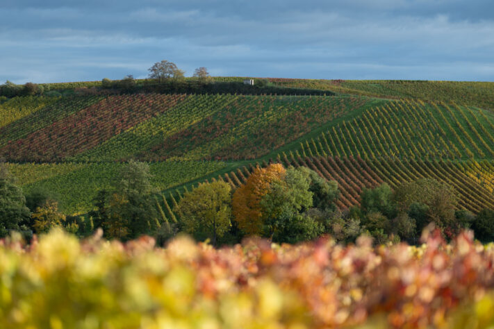 Canon RF 135mm 1.8 L IS USM Test - Schärfe & Bokeh genau angeschaut 43