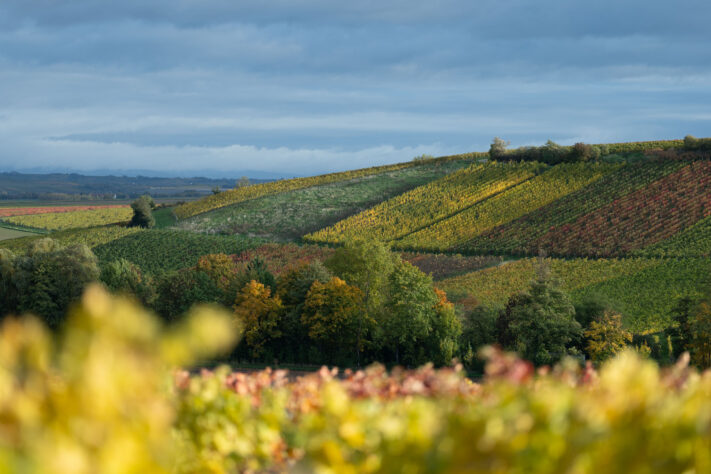 Canon RF 135mm 1.8 L IS USM Test - Schärfe & Bokeh genau angeschaut 44