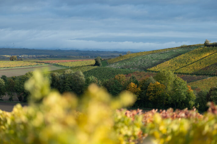 Canon RF 135mm 1.8 L IS USM Test - Schärfe & Bokeh genau angeschaut 45