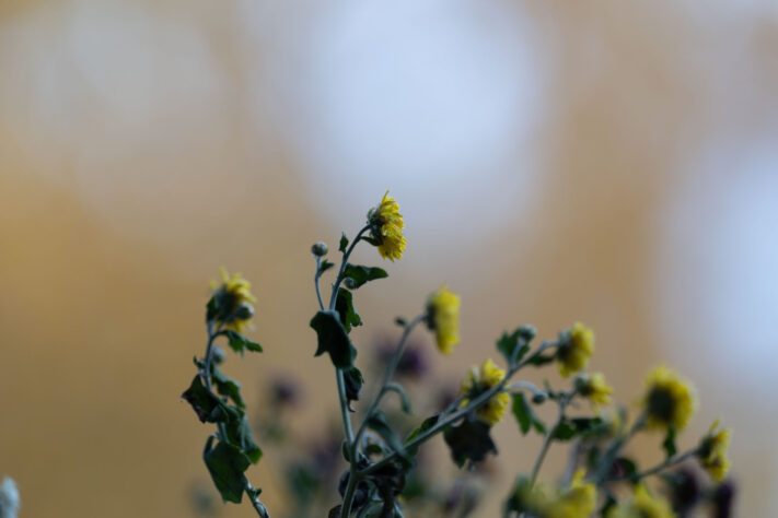 Canon RF 135mm 1.8 L IS USM Test - Schärfe & Bokeh genau angeschaut 53