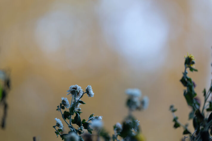 Canon RF 135mm 1.8 L IS USM Test - Schärfe & Bokeh genau angeschaut 54