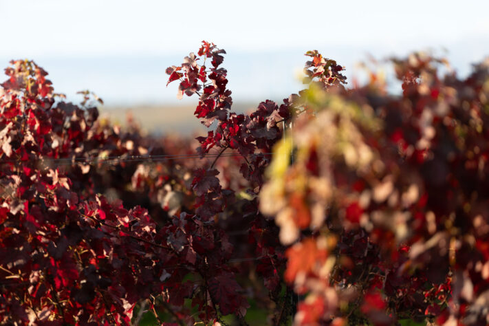 Canon RF 135mm 1.8 L IS USM Test - Schärfe & Bokeh genau angeschaut 49