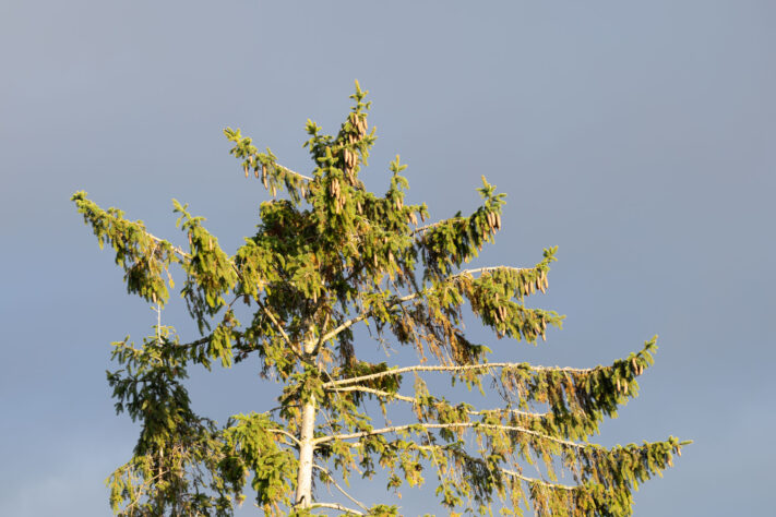 Canon RF 135mm 1.8 L IS USM Test - Schärfe & Bokeh genau angeschaut 33