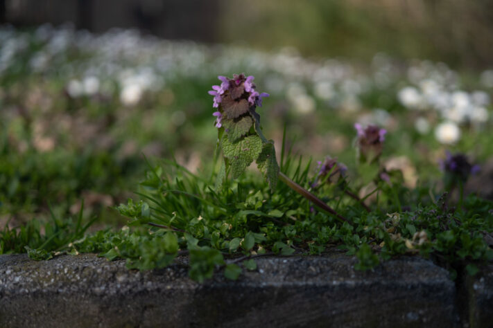 7Artisans 40mm 2.5 Test 29
