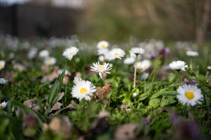 7Artisans 40mm 2.5 Test 30