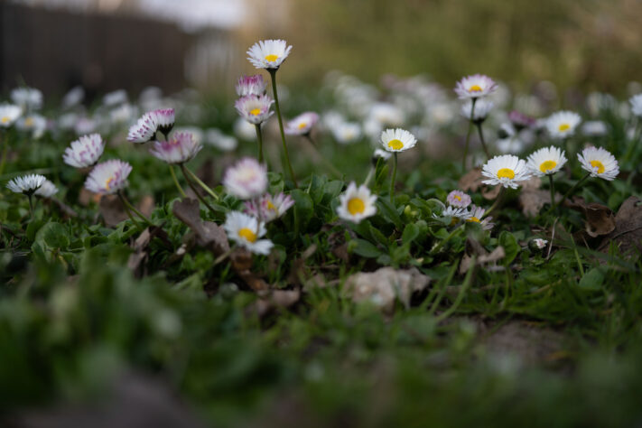 7Artisans 40mm 2.5 Test 31