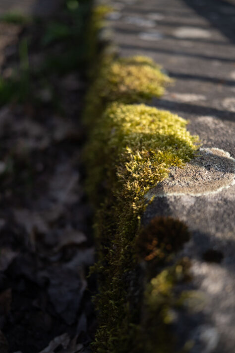 7Artisans 40mm 2.5 Test 33