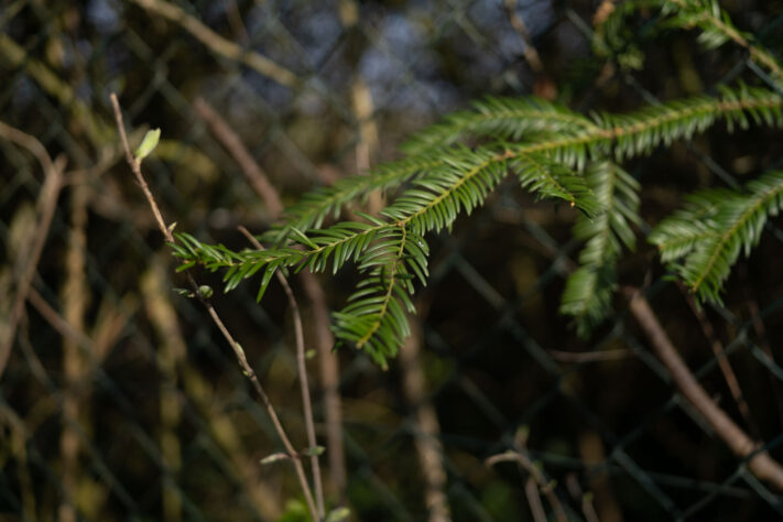 7Artisans 40mm 2.5 Test 36