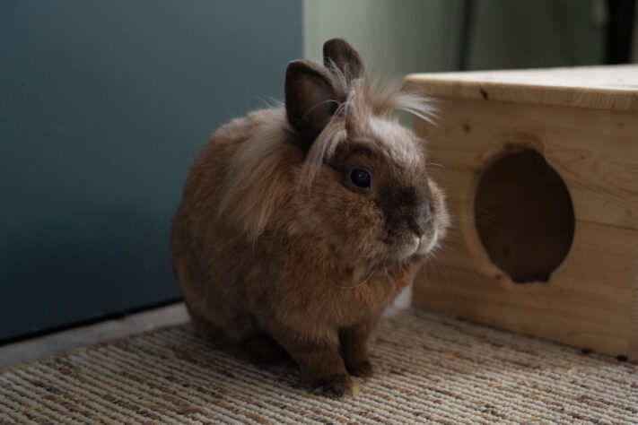 7Artisans 40mm 2.5 Test 21