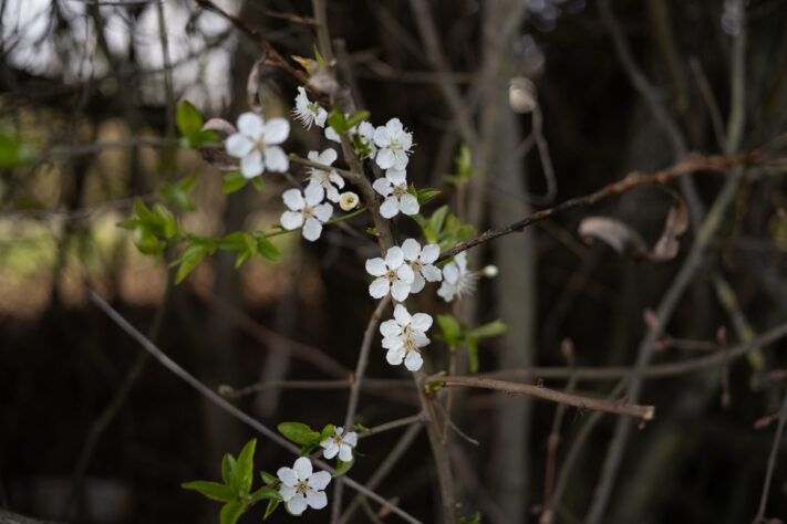 7Artisans 40mm 2.5 Test 39