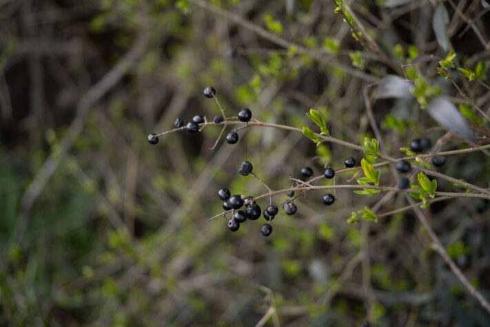 7Artisans 40mm 2.5 Test 40