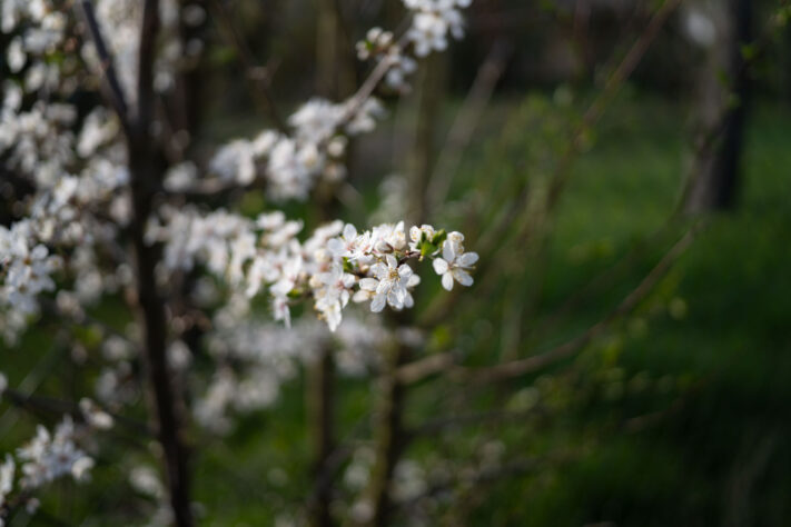 7Artisans 40mm 2.5 Test 44