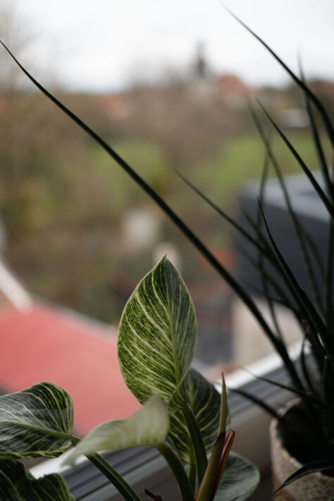 7Artisans 40mm 2.5 Test 22