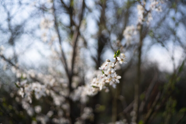 7Artisans 40mm 2.5 Test 45