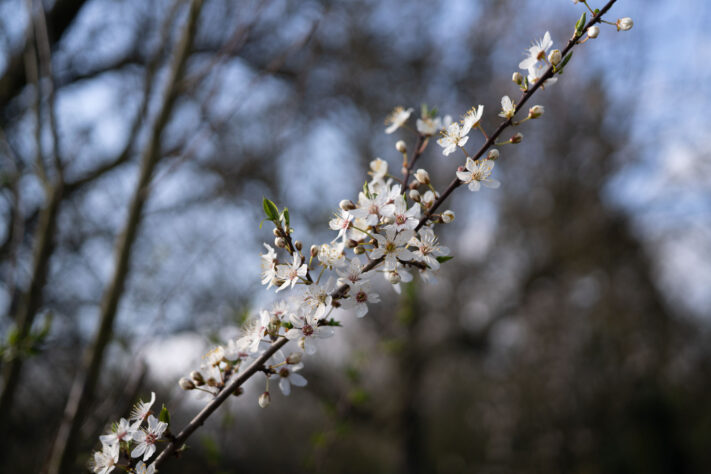 7Artisans 40mm 2.5 Test 46