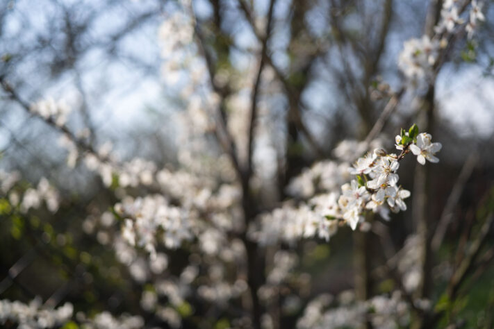 7Artisans 40mm 2.5 Test 47