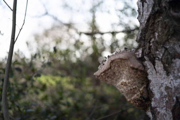 7Artisans 40mm 2.5 Test 73