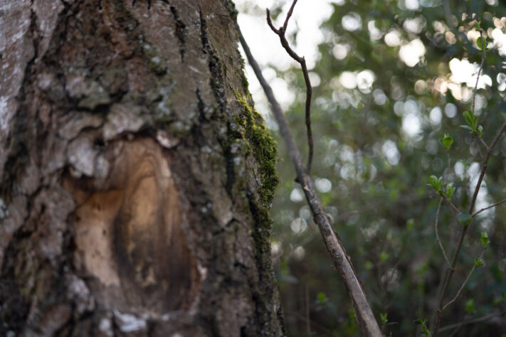 7Artisans 40mm 2.5 Test 74