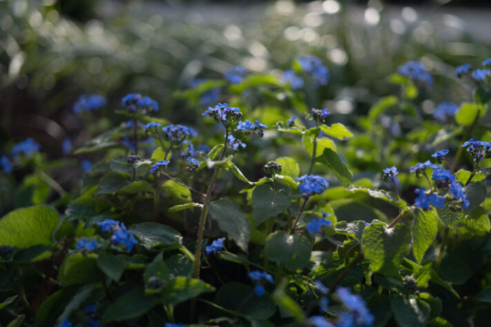 7Artisans 40mm 2.5 Test 48