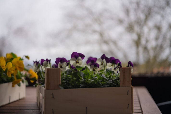 7Artisans 40mm 2.5 Test 23