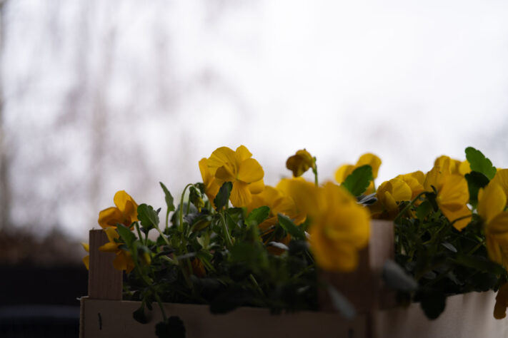 7Artisans 40mm 2.5 Test 24