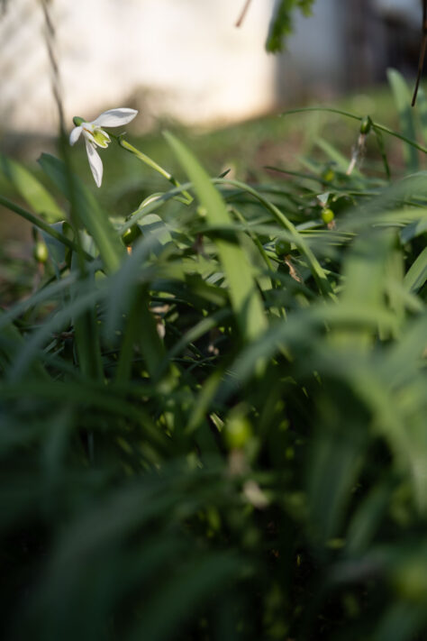 7Artisans 40mm 2.5 Test 56