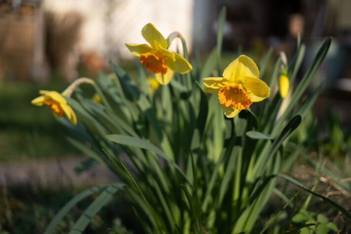 7Artisans 40mm 2.5 Test 57