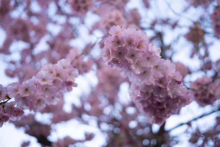 7Artisans 40mm 2.5 Test 61