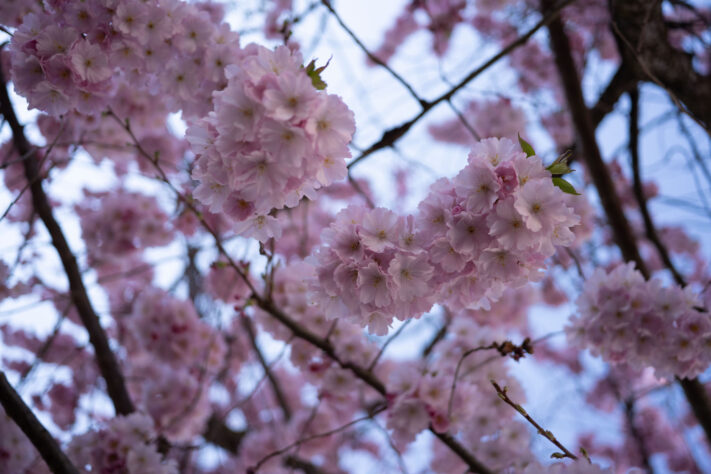 7Artisans 40mm 2.5 Test 62