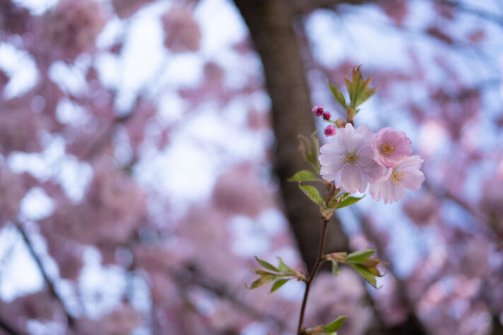 7Artisans 40mm 2.5 Test 78