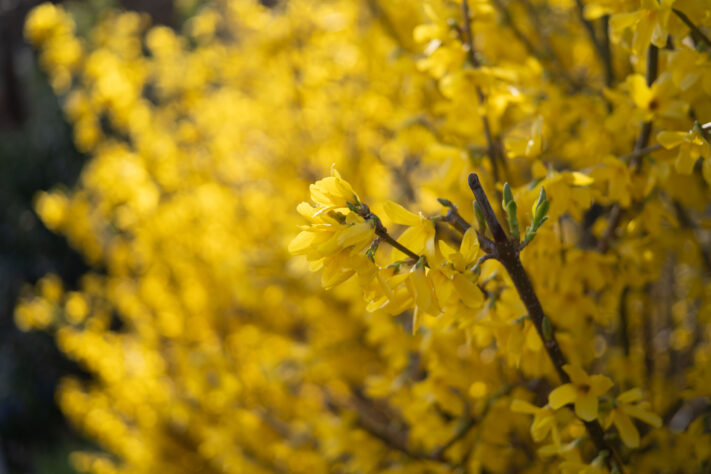 7Artisans 40mm 2.5 Test 25