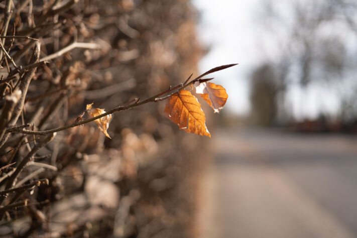 7Artisans 40mm 2.5 Test 26