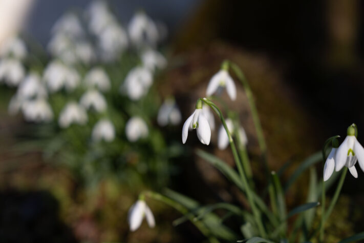 Canon RF 50mm 1.4 L VCM Test 47