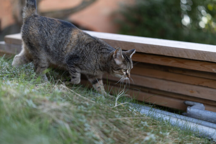 Canon RF 50mm 1.4 L VCM Test 56