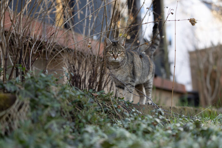 Canon RF 50mm 1.4 L VCM Test 57