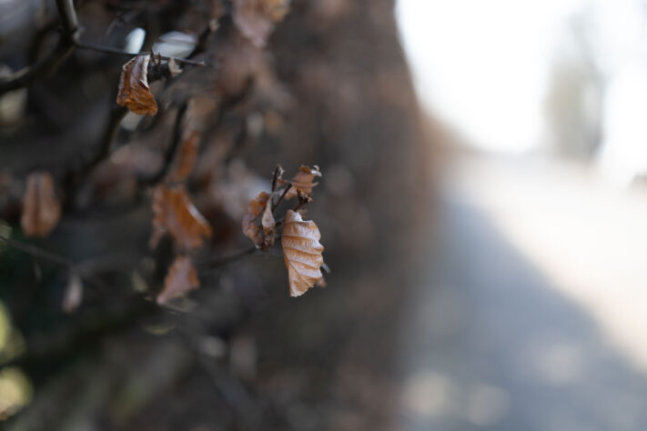 Canon RF 50mm 1.4 L VCM Test 58