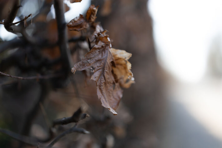 Canon RF 50mm 1.4 L VCM Test 59