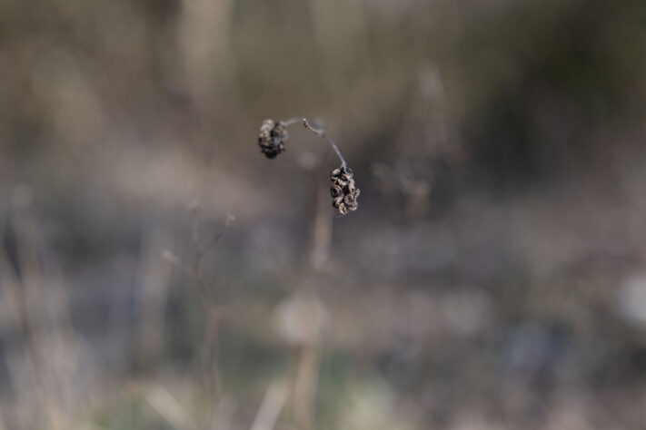 Canon RF 50mm 1.4 L VCM Test 63