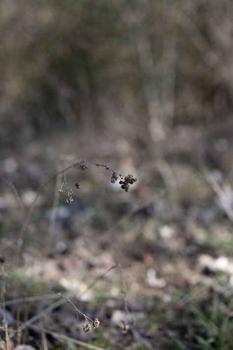 Canon RF 50mm 1.4 L VCM Test 64