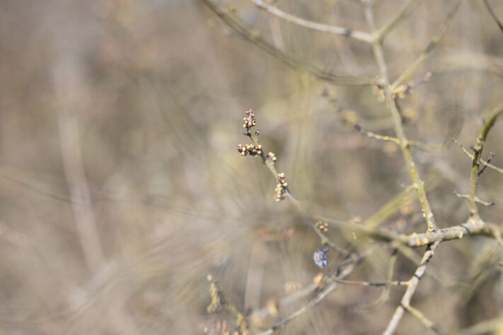 Canon RF 50mm 1.4 L VCM Test 65