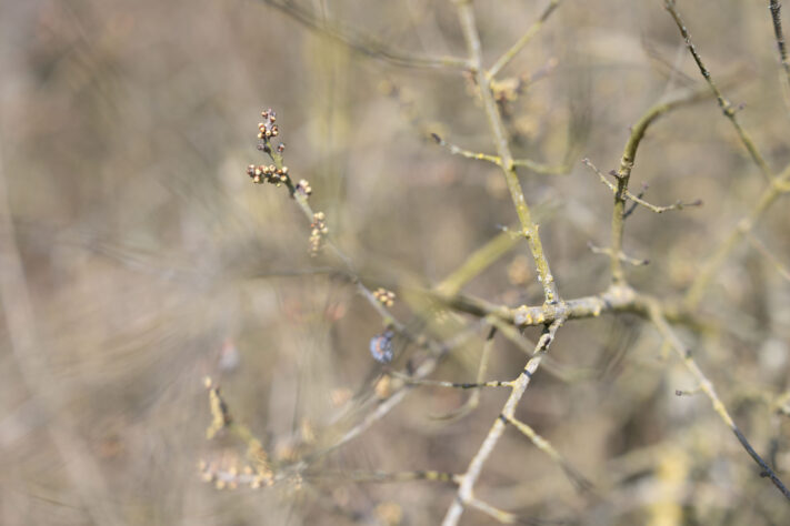 Canon RF 50mm 1.4 L VCM Test 66