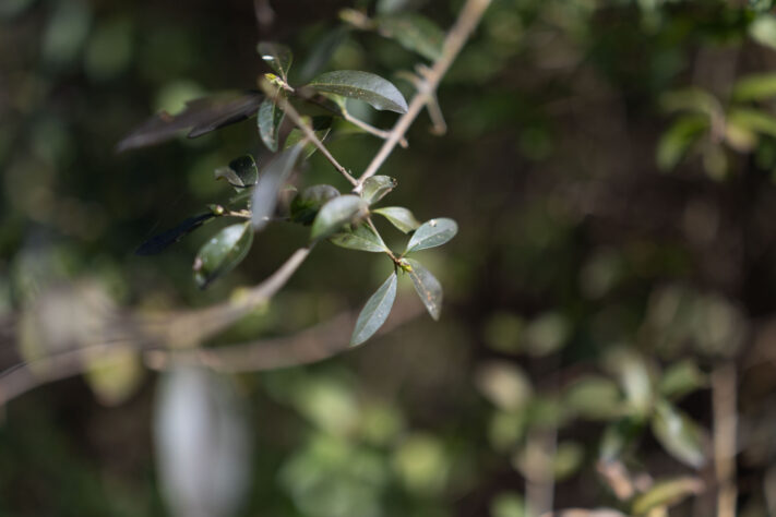 Canon RF 50mm 1.4 L VCM Test 68