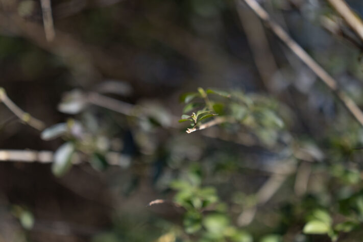 Canon RF 50mm 1.4 L VCM Test 69