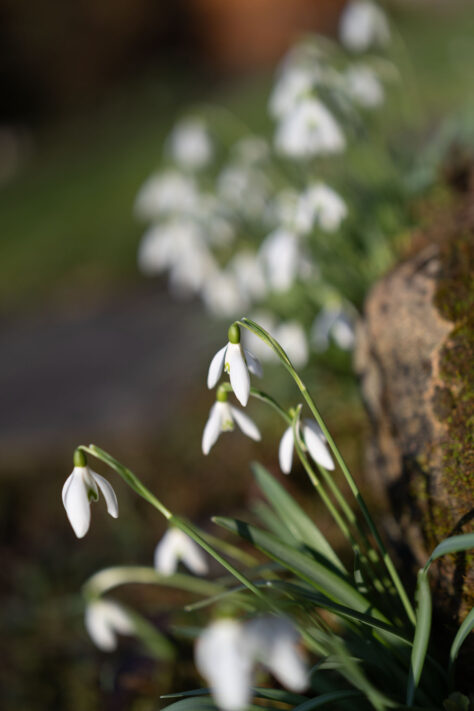 Canon RF 50mm 1.4 L VCM Test 49