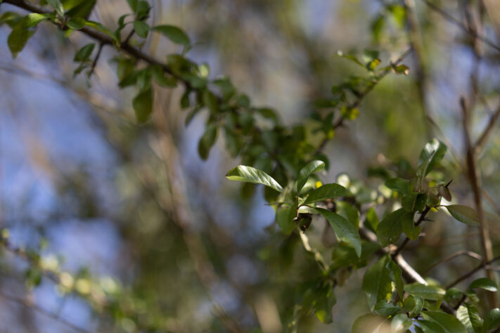 Canon RF 50mm 1.4 L VCM Test 70