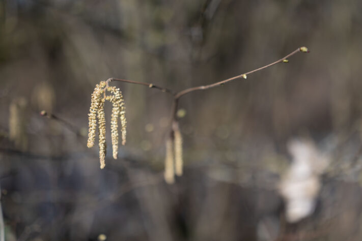 Canon RF 50mm 1.4 L VCM Test 71